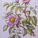 Rosa selvatica . Drawing, Traditional illustration, Ink Illustration, Sketchbook, and Sketching project by Claudia Foroni - 05.24.2026