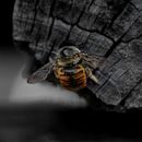 Bee. Un projet de Photographie , et Postproduction photographique de carlosvega_electri - 02.06.2026