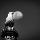 EL guardian de la costa . Un projet de Photographie, Architecture, Photographie extérieure , et Photographie d'architecture de Nicolas Vargas - 10.06.2026