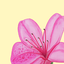 Azaleia . Ilustrasi tradisional, Seni Rupa, Lukisan, Menggambar, Lukisan Cat Air & Ilustrasi Botani proyek oleh elyscoutoeng - 06.19.2026