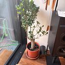 My First Bonsai. DIY, Floral, and Plant Design project by maruashvililasha_1 - 07.19.2026