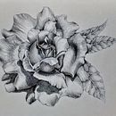 Natura di grafite . % Claudia Foroni tarafından hazırlanan Güzel sanatlar, Kalem Çizimi, Çizim, Gerçekçi Çizim, Ve Botanik İllüstrasyon projesi - 08.05.2026