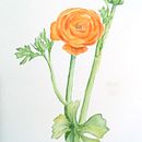 Usé la flor diseccionada para el proyecto final! Ein Projekt aus dem Bereich Traditionelle Illustration, Bildende Künste, Malerei, Zeichnung, Aquarellmalerei und Botanische Illustration von Claudia Sanhueza Córdova - 10.08.2026