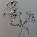 Proyecto final.astromelia a lapiz. Un progetto di Belle arti, Disegno a matita, Disegno, Disegno realistico e Illustrazione botanica di rossdecoart - 12.08.2026