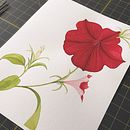 Red Morning Glory . Fine Arts, Painting, Watercolor Painting, and Botanical Illustration project by Karla Stone - 09.03.2026