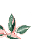 The plant  . Ilustrasi tradisional, Dan Seni Rupa proyek oleh Evgeniya Karna - 09.13.2026