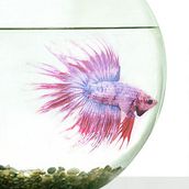 Beta Fish. Advertising project by Diego Jucá - 09.03.2010