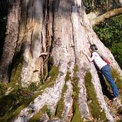 Besos de árbol. Un progetto di  di marthazul - 10.04.2011