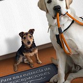 Dossier Dog Sitter. Design, Photograph, and Advertising project by Artico Estudio - 11.16.2011
