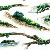 APUNTES DE ANIMALES. Un progetto di Illustrazione tradizionale di Óscar Herranz Plaza - 29.07.2012