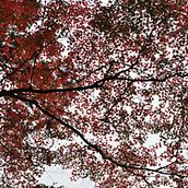 Colores de La Naturaleza. Un proyecto de Fotografía de Kenichi Hanasaki - 11.12.2012
