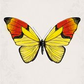 Butterfly posters . % Fabrizio Maulella tarafından hazırlanan Tasarım, Geleneksel illüstras, Ve on projesi - 06.11.2013