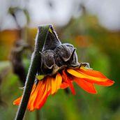 Winter blumen. Photograph project by paola_gomez_2 - 08.11.2013