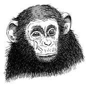 Animals Ein Projekt aus dem Bereich Traditionelle Illustration von sergi padró matas - 20.09.2013