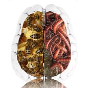 Fobias: cerebro y corazón.. Un proyecto de Diseño, Motion Graphics, UX / UI, Publicidad e Ilustración tradicional de Esteban Muñoz Diezma - 11.11.2013