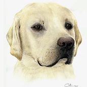 Ilustración animal. Traditional illustration, Drawing, Pencil Drawing, Artistic Drawing, Portrait Drawing, and Realistic Drawing project by Alberto J. Rodríguez Cota - 11.12.2013