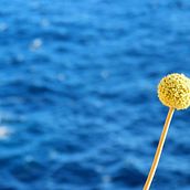 Artisteando . % Lucia Ruiz tarafından hazırlanan Fotoğrafçılık projesi - 11.12.2013