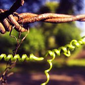 Green . Fotografi proyek oleh Danny Herrera - 11.20.2013