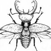 Beetle. Traditional illustration project by Ana Marín - 11.28.2013
