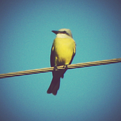 Bird  . Fotografi proyek oleh Danny Herrera - 12.02.2013