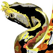 zoo bamako # mali / reptiles. Traditional illustration project by david garcía - 12.16.2013