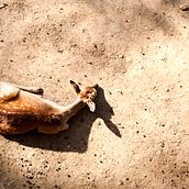 Zoo. Photograph project by Luiska Rubio - 01.16.2014