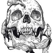 Skull. Fine Arts, and Traditional illustration project by Ana Marín - 12.18.2013
