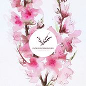 Flor de presseguer. Br, ing, Identit, Art Direction, Design, Traditional illustration, and Painting project by Silvia Cairol - 03.23.2014