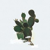 Super Cactus. Graphic Design project by lander telletxea Armendariz - 04.13.2014