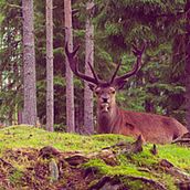 Norway. Photograph project by Saskia Font - 05.27.2014