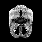 Metamorfosis Animal . % Enric Maciä tarafından hazırlanan Güzel sanatlar projesi - 01.09.2012