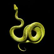 Snakes. Photograph project by Hèctor Arnau - 05.31.2013