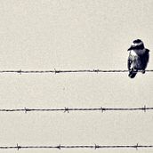 Prison Bird. Een project van Traditionele illustratie van Ángel David Santiago Molina - 12.10.2014