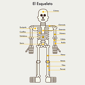 Cuerpo Humano. Design, and Traditional illustration project by David Serrano - 11.13.2014