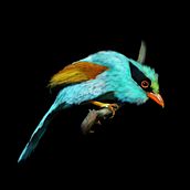 Birds. Fine Arts, Design, and Traditional illustration project by Melanie Rosenthal - 05.23.2015