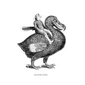 Chimeras I. Design, Traditional illustration, and Photograph project by Carlos Elosua - 01.11.2015