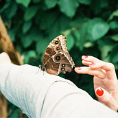 How to care butterflies. Photograph project by Guillermo de la Torre - 02.10.2015