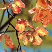 Autumn Leaves study. Design, Traditional illustration, and Painting project by Marta Llumbart Jambert - 10.15.2015
