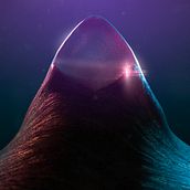 Hyper animals. Un proyecto de Animación, Diseño gráfico y Motion Graphics de southandisland - 04.05.2015