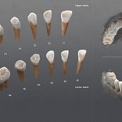 3D Visualizacion de dientes - Ilustración high poly. 3D, Fine Arts, and Education project by Alfonso Montón - 05.27.2015