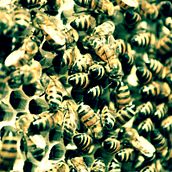 Honey . % santiago kussrow tarafından hazırlanan Fotoğrafçılık projesi - 05.28.2015