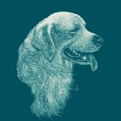 Illustration golden retriever. Un proyecto de Ilustración tradicional de Luis Montes - 07.07.2016