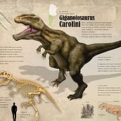 Giganotosaurus carolinensis . % Sebastián Martín tarafından hazırlanan Tasarım projesi - 08.02.2015