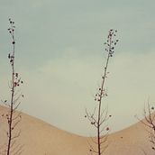 Simbiosis. Un proyecto de Diseño, Fotografía, Bellas Artes y Paisajismo de cristinaquero - 14.07.2015