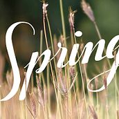 Spring. Calligraph, and Traditional illustration project by marta B. - 03.22.2014