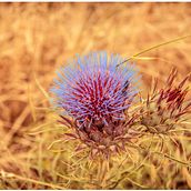 Natura. Photograph project by Merit Roses - 09.28.2013