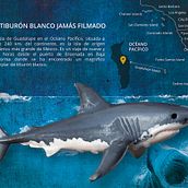 El tiburón blanco jamás filmado. Design, and Traditional illustration project by Carlos Aspas - 08.28.2015