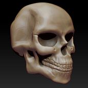 Skull. Un proyecto de 3D de Ivan Moreno - 15.09.2015