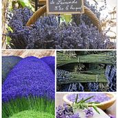 Lavanda Time!. Fine Arts, Design, and Product Design project by Anamaria Sánchez - 09.20.2015