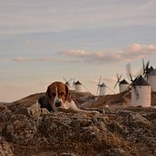 Un paseo por Toledo. Un projet de Photographie de cris_16 - 22.10.2015